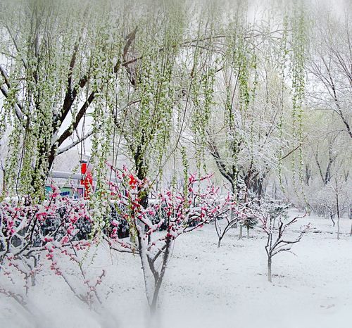 【新山东文学社】《初春又见雪花飘》作者/迎夏 主播/笑笑（图5）