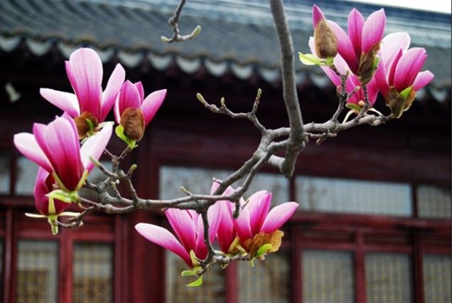 玉堂春词二首（新韵）文／江冲（图9）