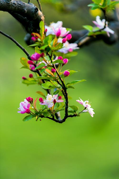 春 天 来 了（20首） 湖北 蓝天风（图4）