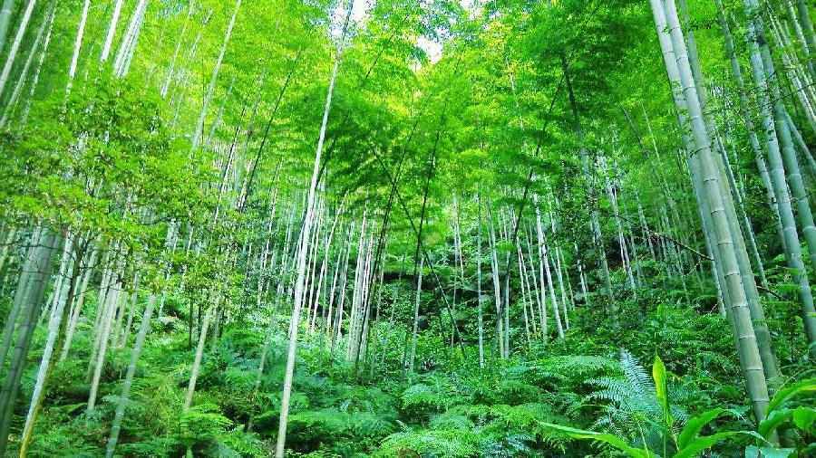【渤海文学社】古风.贺两会胜利召开（10首）文/郭宗芳(河南濮阳)（图3）