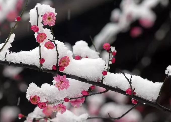 【作家专刊】一剪梅‖娜娜(图6)