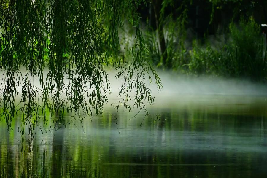 【新诗大观】春雨||文/李志广