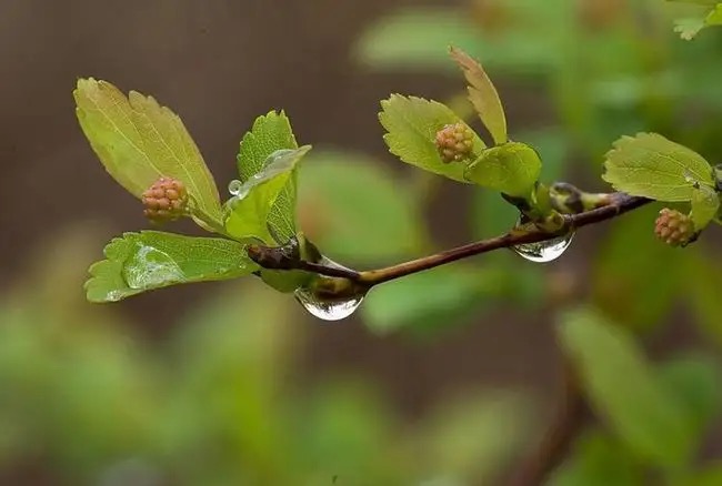 【新诗大观】春雨初霁||文/花惜柔||诵/李保红