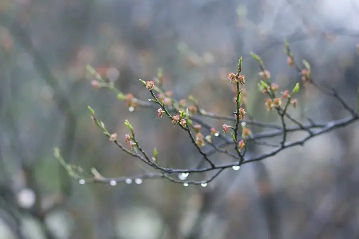 【新诗大观】春雨初霁||文/花惜柔||诵/李保红(图5)