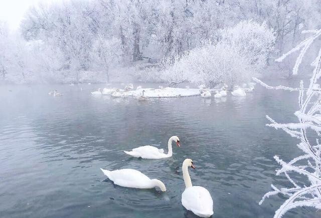 【九江文学社:北京头条】《花与雪》文/杨继廷(图3)