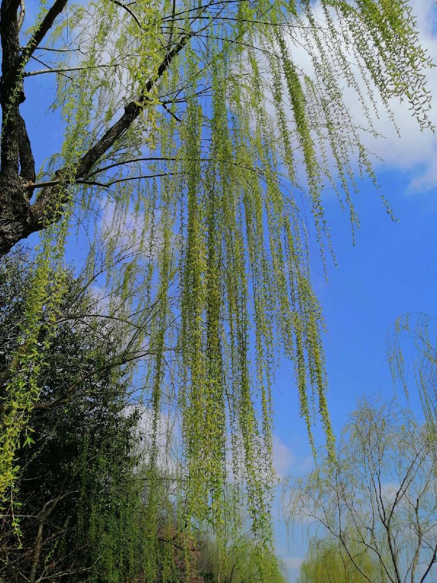 〔诗歌专辑三〕作者 程宝玉（内蒙古）【冰心文化传媒】主编冰心（图22）