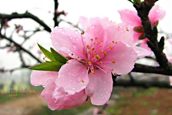 【枫雅汇看图约诗】第227期《桃花灼灼斗春芳》(图4)