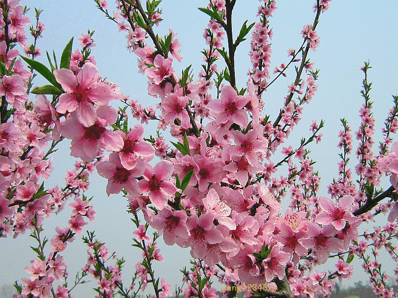 【枫雅汇看图约诗】第227期《桃花灼灼斗春芳》(图12)