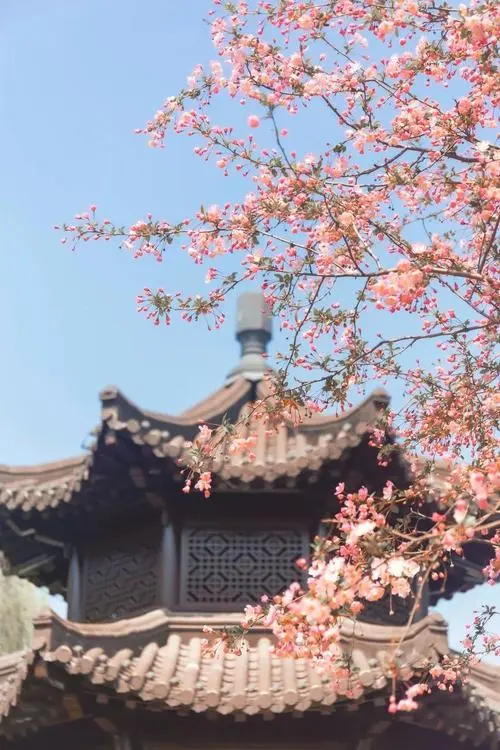 [桃源馨声]三月印象(外一首)作者:记得你的好|主播:芳草青青[总1080期]（图4）