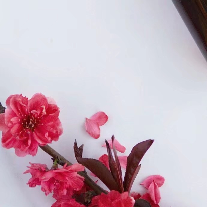 (诗人夏森然)笔名: 三木先生(专辑)第①期【墨海文香总诗社】内蒙古赤峰市【都市头条】(图17)