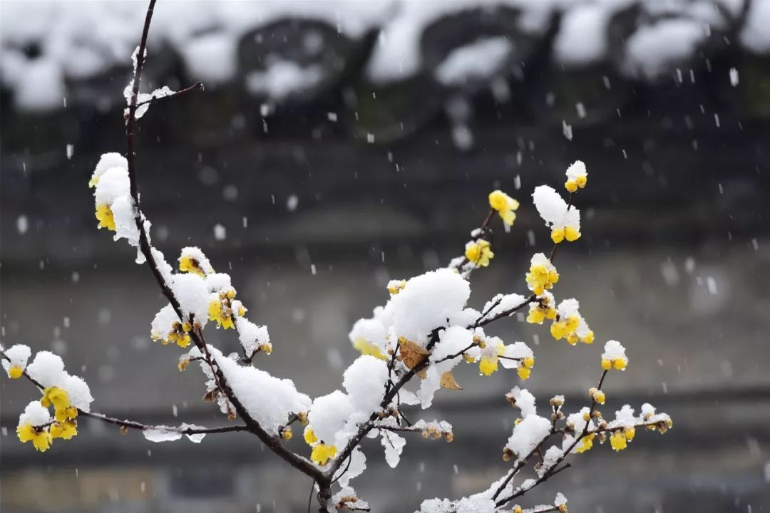 雪落大年（组诗6首）// 黄葵