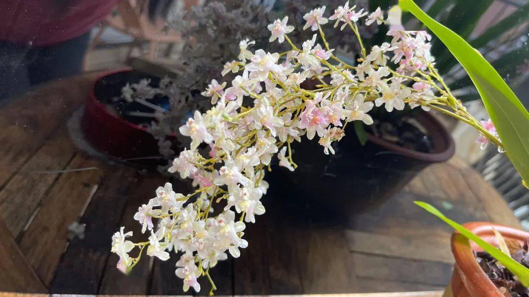 同题诵《宋词里的春天》 作者:碑林路人(图6)