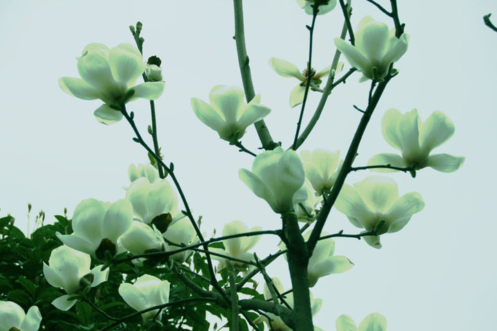 又是一年玉兰花开时//魏佑湖