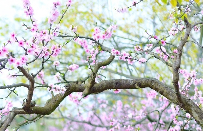 李炳锋:一年的光景之二 ——二月的花海