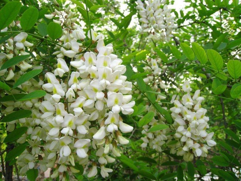 槐花的苦乐年华 // 鹿麟