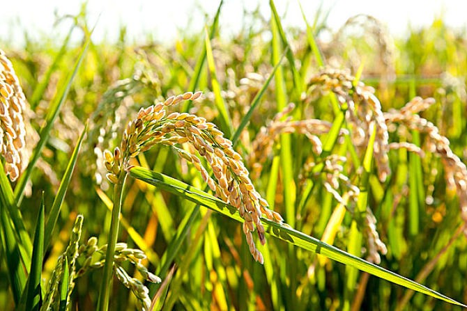 【潇湘文学社】潇湘陶菊诗社《粮》(总222期)(图7)