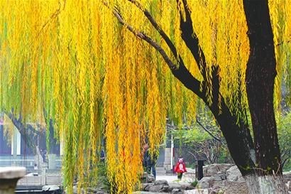 【冬韵感怀】李水平//冬日杨柳｛外二首｝（欣赏）（图5）