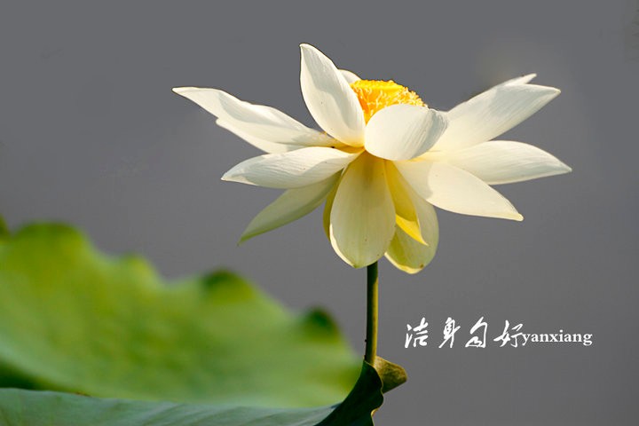 【潇湘文学社】诗人王继杰《百自集》（总225期）（图15）