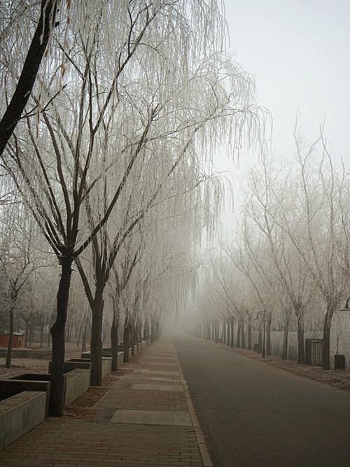 联机全球发布沙漠胡杨精品诗歌（图3）