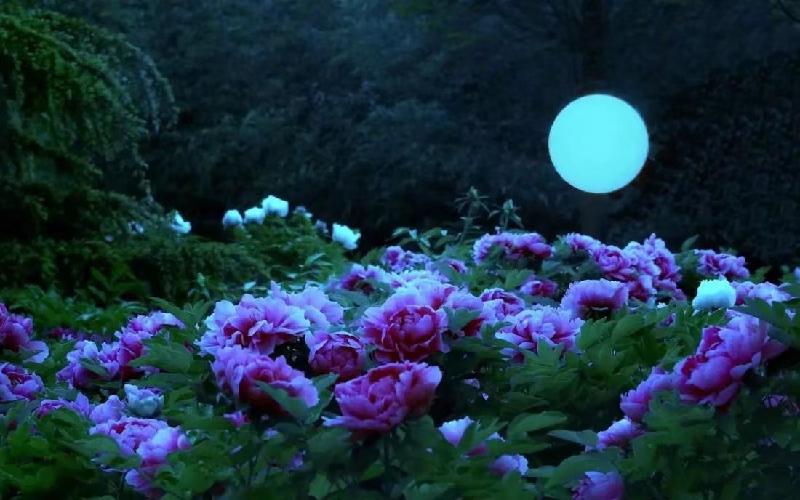 ✨️让梦起航✨️作者：冰心·幽蓝〔甘肃〕【冰心专栏】（图5）