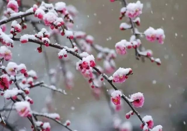 【潇湘文学社】潇湘如兰诗社《嵌句“诗是梅花我是仙”》（总227期）（图6）