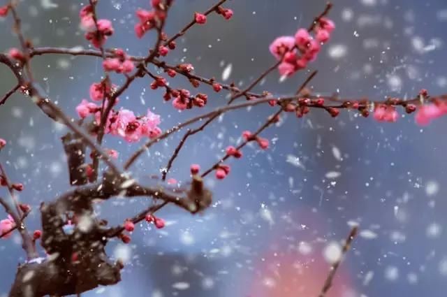 【潇湘文学社】潇湘如兰诗社《嵌句“诗是梅花我是仙”》（总227期）（图7）