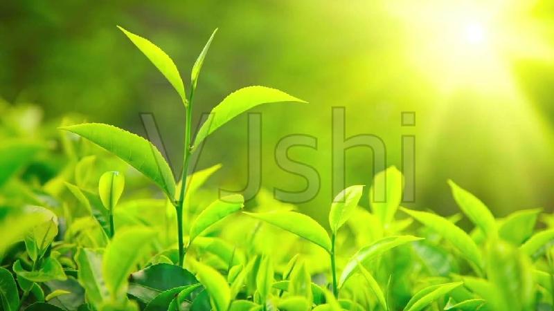 【潇湘文学社】潇湘陶菊诗社《茶》(总228期)(图22)