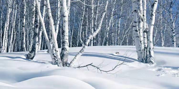 文 韩玉皓Ⅱ雪落江湾ll诵 老菩提(图8)