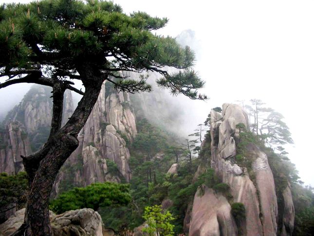 七律 咏松文/黄石华（图2）