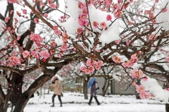 【桃源馨声】大雪‖作者:董爱平(山西柳州)主播:玲子【总1041期】(图7)