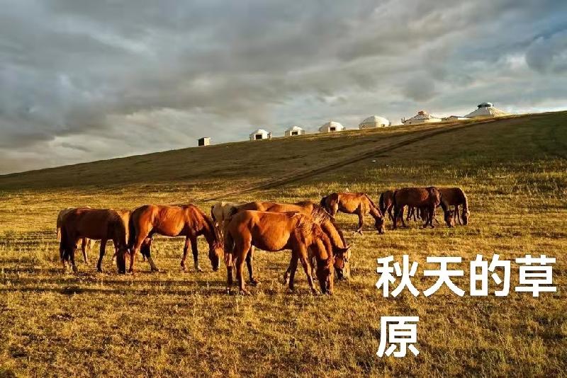 呼伦贝尔大草原：作者丁培恭｜海外头条（图8）