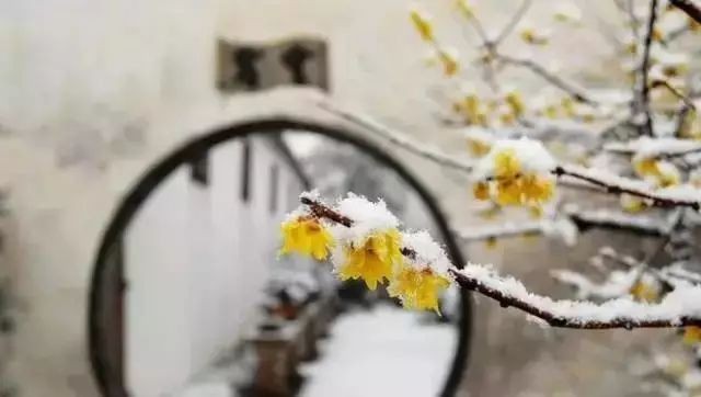 白沙《大雪,一次悲壮的感悟》金牌主播雯煜编辑:宋梅【中国长江文学社】有声文学平台第2991期(图3)