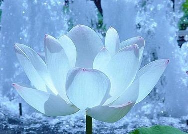 【古都新月诗词学社】015期《雪莲花》（图7）