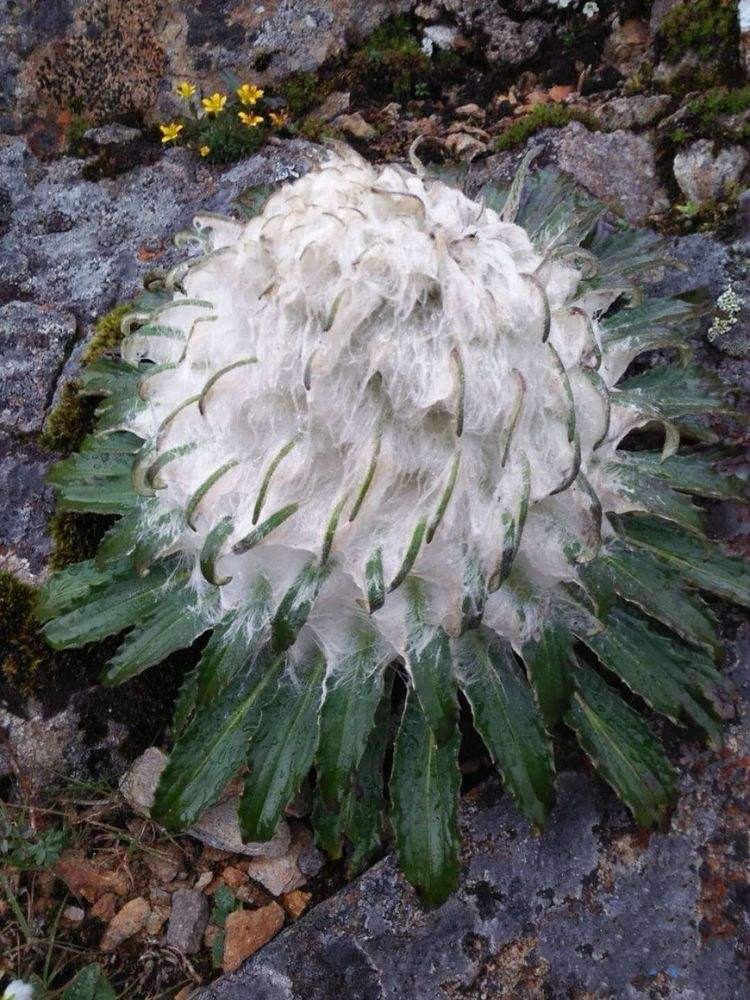 【古都新月诗词学社】015期《雪莲花》（图10）