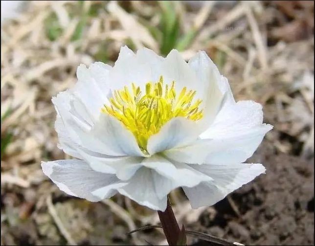 【古都新月诗词学社】015期《雪莲花》（图13）