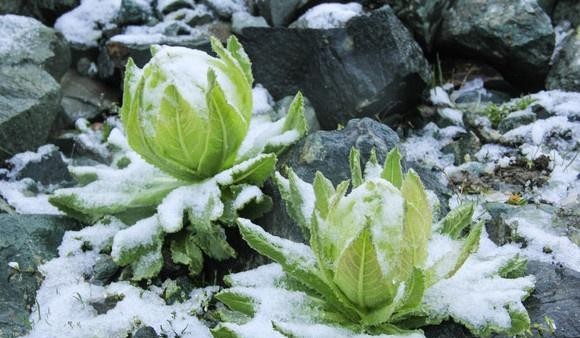 【古都新月诗词学社】015期《雪莲花》（图9）