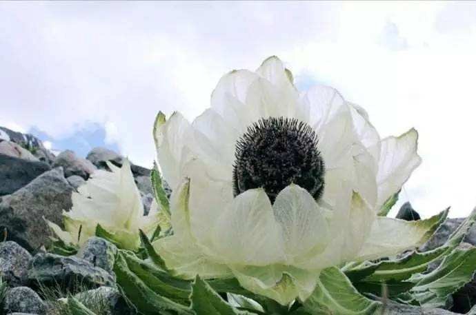 【古都新月诗词学社】015期《雪莲花》（图11）