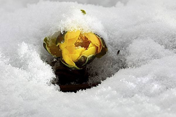 【古都新月诗词学社】015期《雪莲花》（图12）