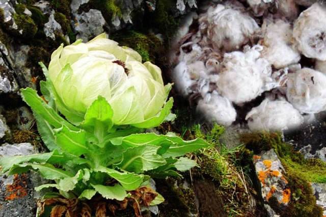 【古都新月诗词学社】015期《雪莲花》（图20）