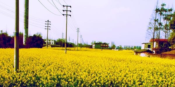 梦回故乡 山东/魏洪娥 京津沪头条文学平台发布(图3)