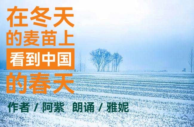 阿紫诗歌ll在冬天的麦苗上,看到中国的春天ll朗诵 雅妮(图2)
