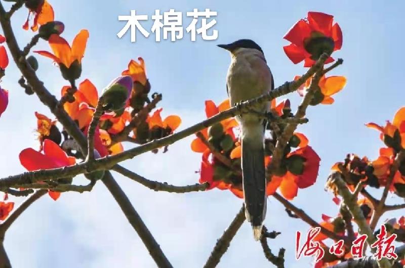 歌唱粤港澳大湾区:作者丁培恭|海外头条(图4)