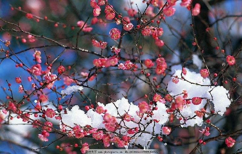 【潇湘文学社】潇湘陶菊诗社《咏梅》(总238期)(图14)