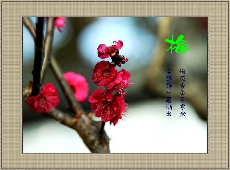 【潇湘文学社】潇湘陶菊诗社《咏梅》(总238期)(图19)