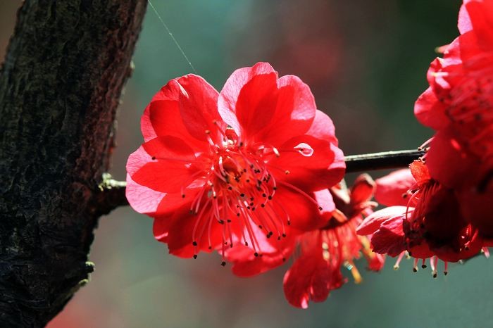 【潇湘文学社】潇湘陶菊诗社《咏梅》(总238期)(图24)