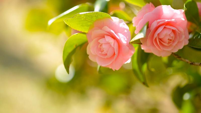 【潇湘文学社】潇湘问梅诗社《山茶花》（总239期）（图32）