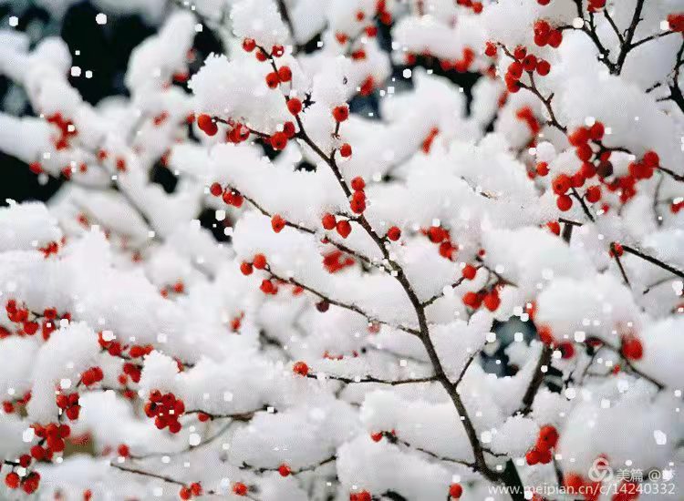 《雪到济南》作者/侯文香 主播/边城 编辑/胡琴(图6)