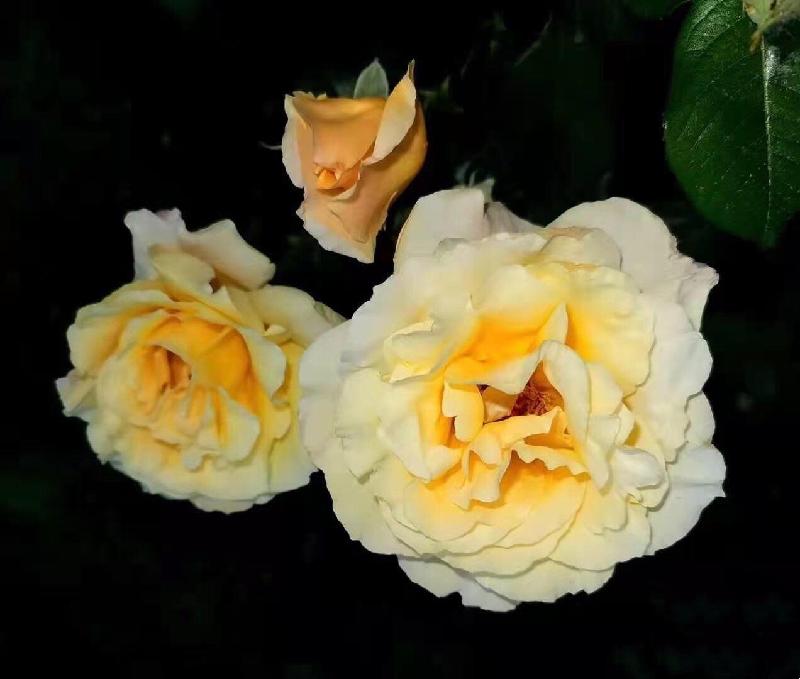 花如锦(图9)