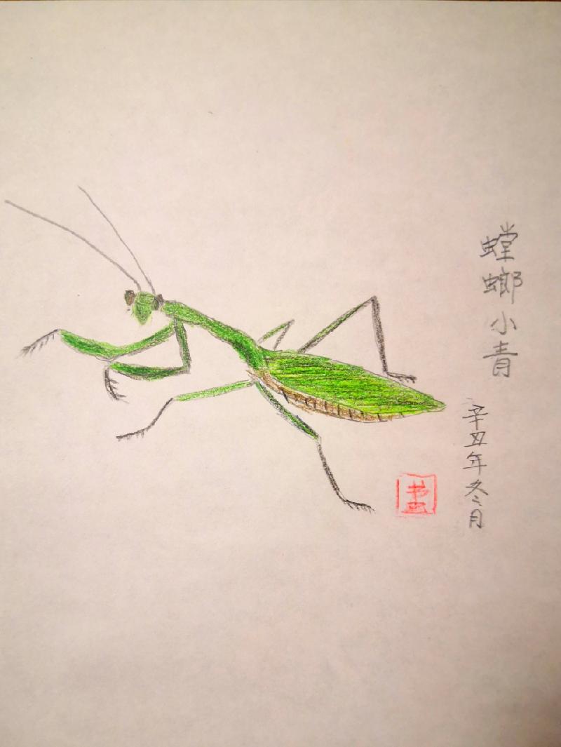 珍馨老师倾情演绎作家刘宏伟老师的作品:宠 物 螳 螂|海外头条(图2)