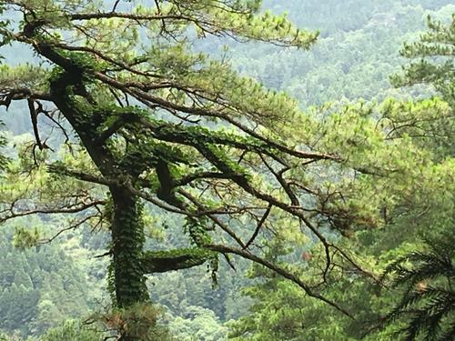 咏松竹梅兰文/刘国平